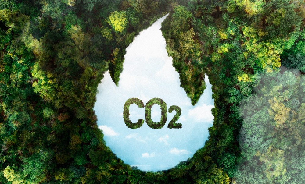 Sàn giao dịch tín chỉ carbon là chìa khóa giúp ngành lâm nghiệp hướng tới Net Zero - Ảnh 2
