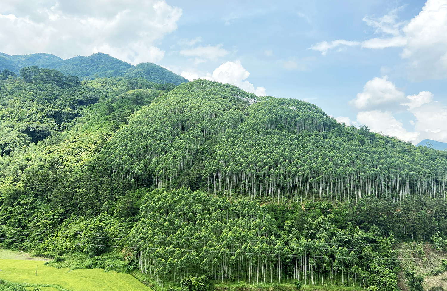 Sàn giao dịch tín chỉ carbon là chìa khóa giúp ngành lâm nghiệp hướng tới Net Zero - Ảnh 3