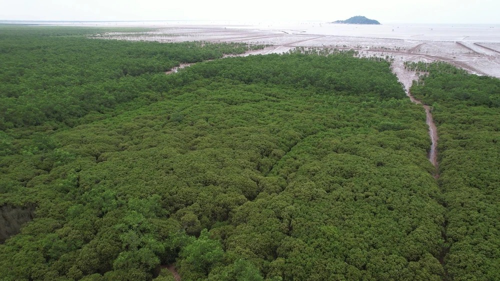 Sàn giao dịch tín chỉ carbon là chìa khóa giúp ngành lâm nghiệp hướng tới Net Zero - Ảnh 1